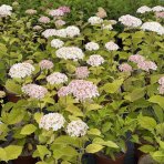 Hortenzia stromčekovitá (Hydrangea arborescens) ´CANDYBELLE® MARSMALLOW´ - výška 30-50 cm, kont. C2L